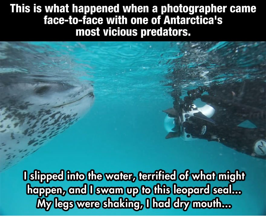 leopard-seal-incident-1