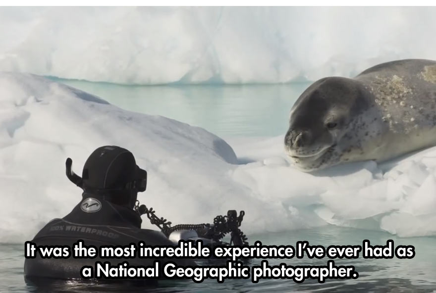 leopard-seal-incident-11