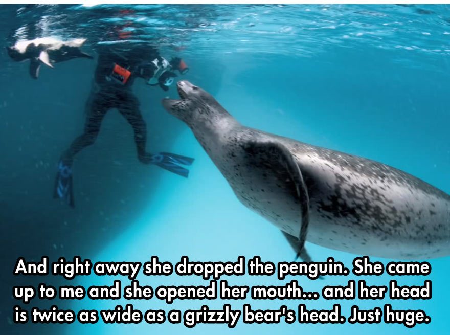 leopard-seal-incident-2