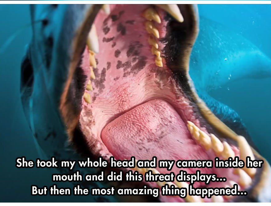 leopard-seal-incident-4