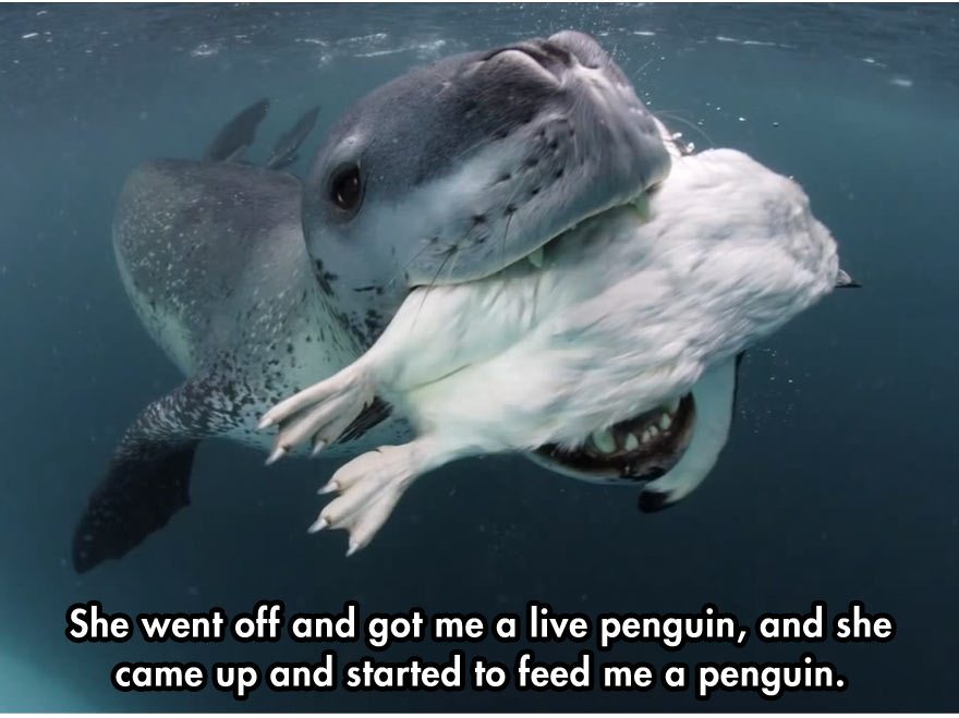 leopard-seal-incident-5
