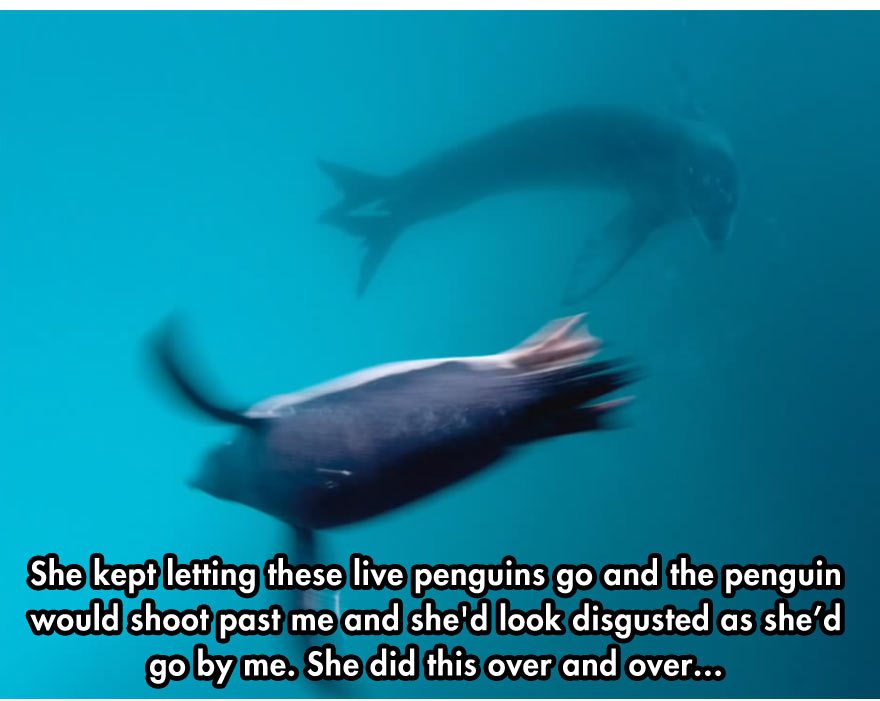 leopard-seal-incident-6