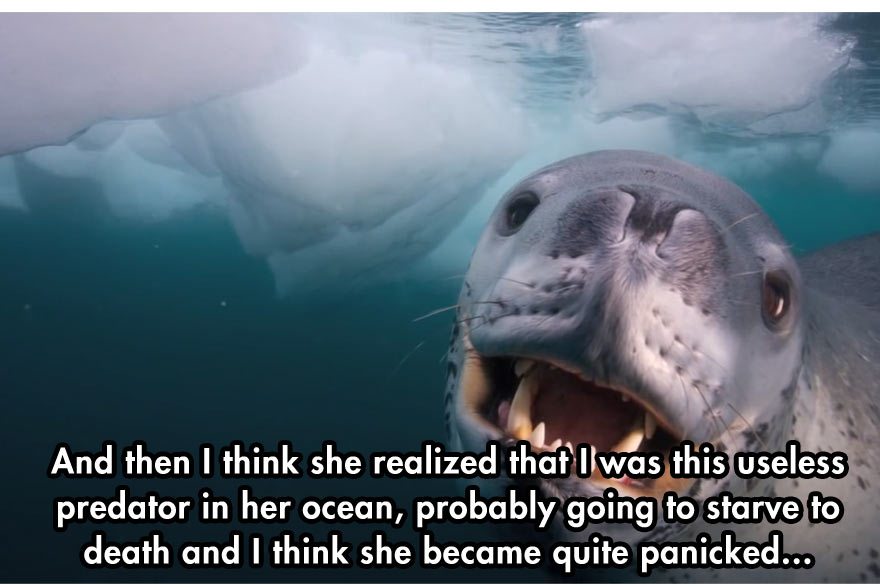 leopard-seal-incident-7