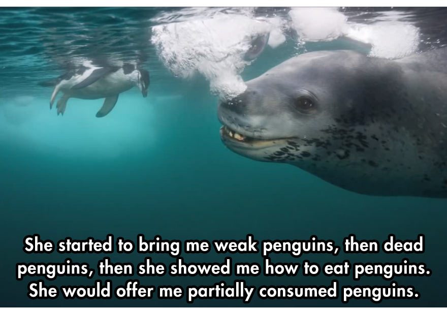 leopard-seal-incident-8