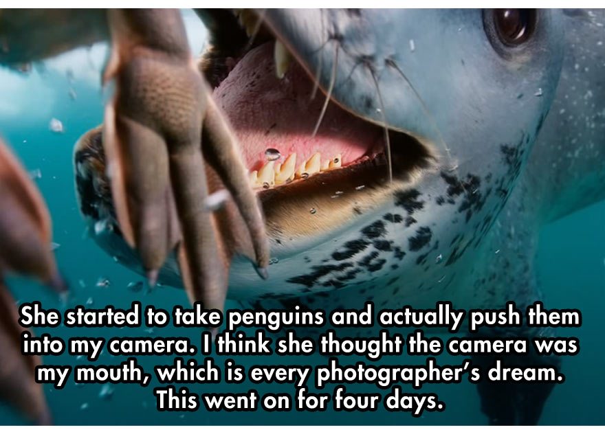 leopard-seal-incident-9