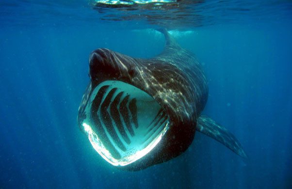 scary-animals-basking-shark-8