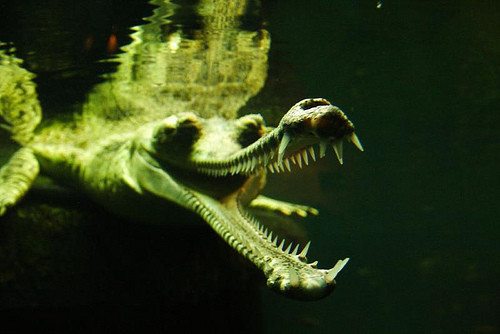 scary-animals-gharial-1