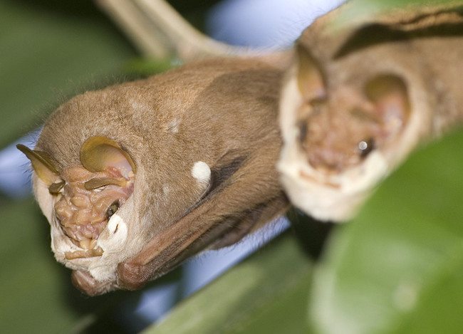 scary-animals-wrinkle-faced-bat-7