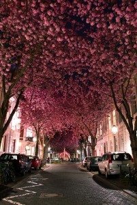 10.-Cherry-Blossom-Tunnel-Germany