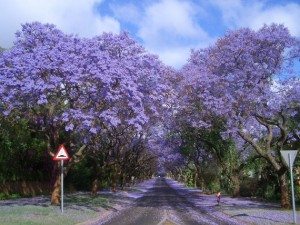 2.-Jacarandas-Walk-South-Africa