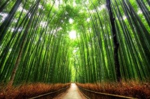 4.-Bamboo-Path-Japan