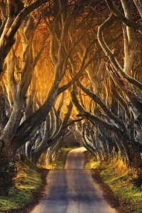 5.-The-Dark-Hedges-Northern-Ireland