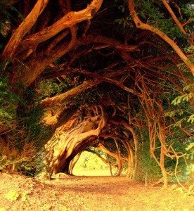 6.-Yew-Tree-Tunnel-UK