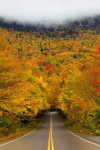 8.-Autumn-Tree-Tunnel-USA