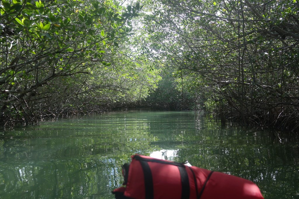 Lignumvita-Key-State-Botanical-Site-islamorada