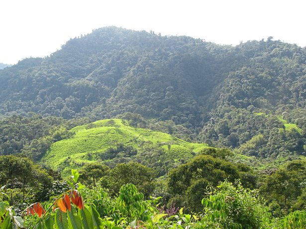 maquipucuna-ecological-reserve-quito