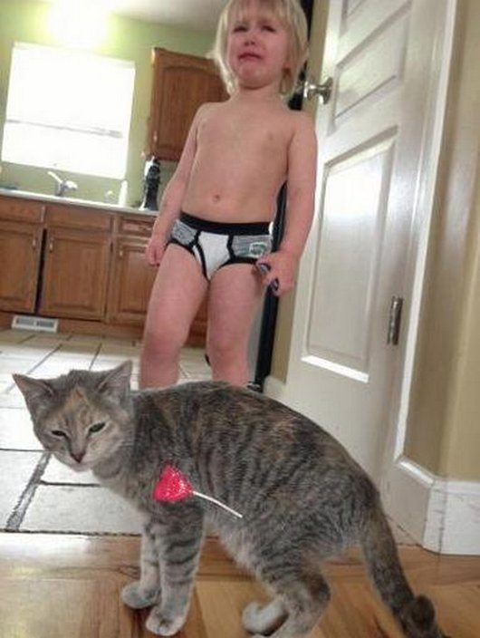 20-photos-cat-owners-will-understand-funny-cat-photos-cute12