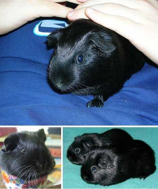 amazing-cool-melanistic-black-animals11