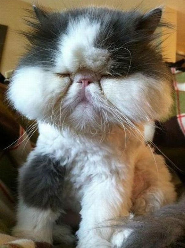 cat-bee-stings-106__605