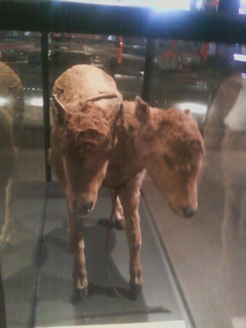 wtf_cow_with_two_heads