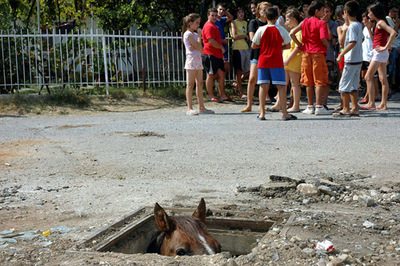 wtf_horse_in_a_sewer