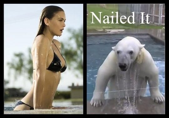 funny-polar-bear-nailed-it-pics