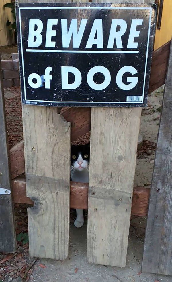 15-awesome-pics-that-will-make-your-day