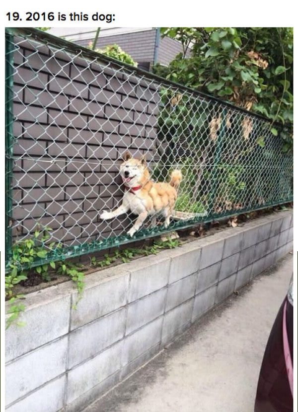 19-hilarious-pics-that-totally-describe-2016