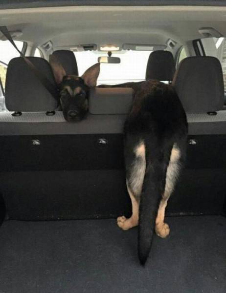 22-awesome-pics-that-will-make-your-day