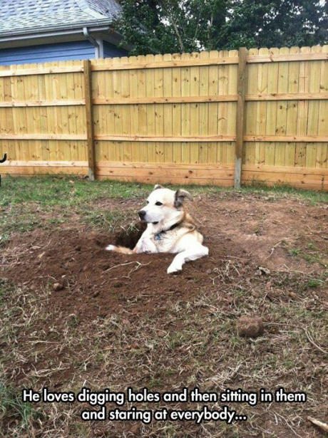 12-weird-funny-dog-hole