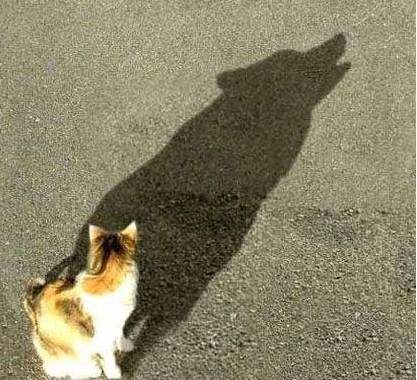 1-shadows-showing-nothing-is-what-it-seems