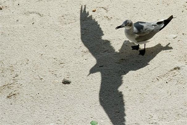 10-shadows-showing-nothing-is-what-it-seems