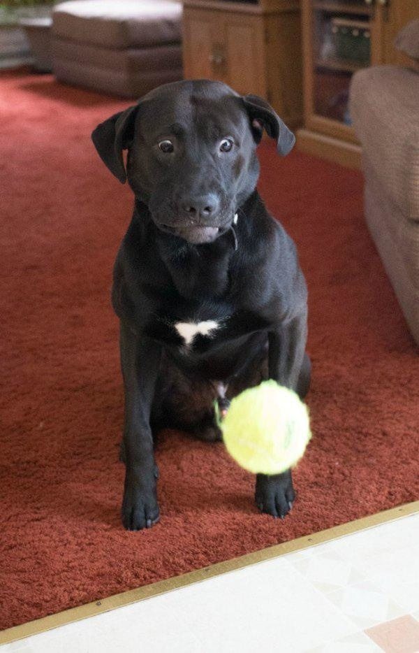 7-dog-ball-face-shocking