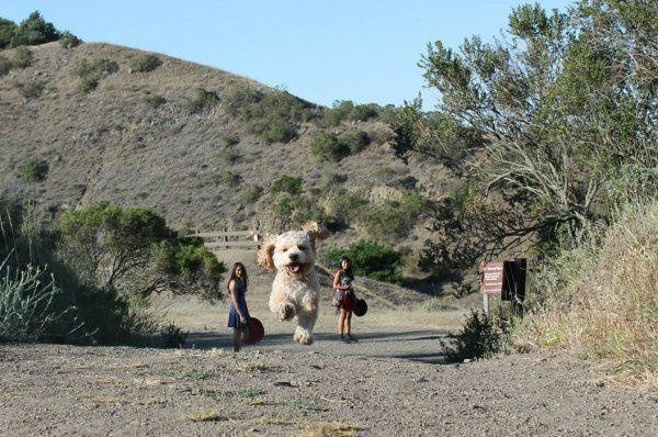 8-weird-giant-dog-girls