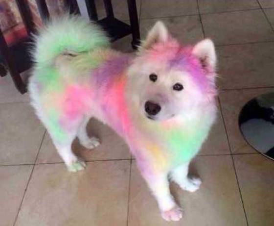 16-totally-random-funny-photos-internet-amazing