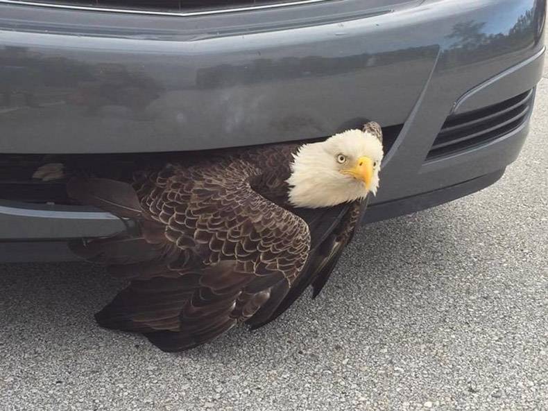 6-photos-week-better-awesome-hilarious-random-internet