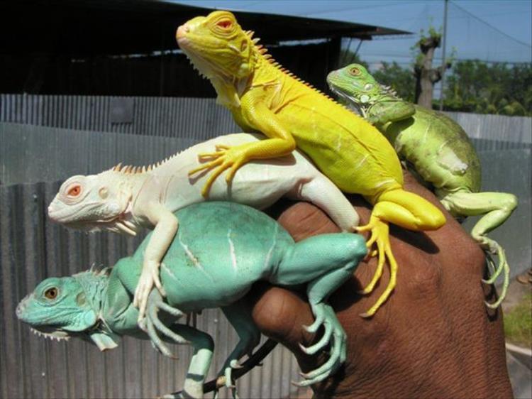 8-totally-random-funny-photos-internet-amazing