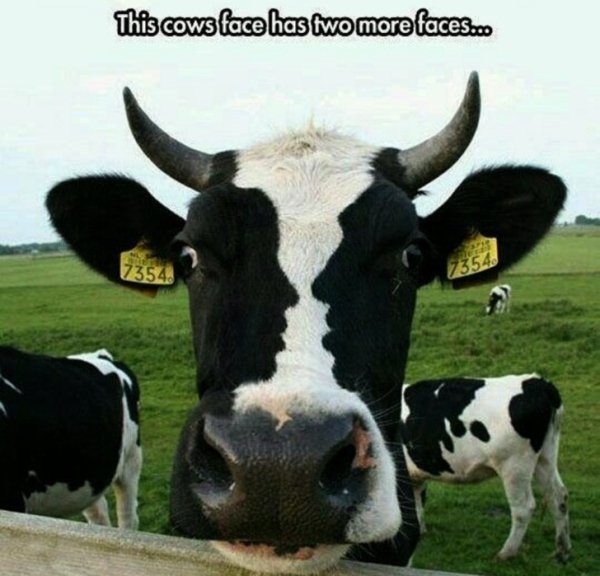 6-memes-photos-funny-laugh-hilarious