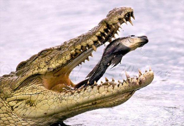 22-photos-captured-perfect-timing