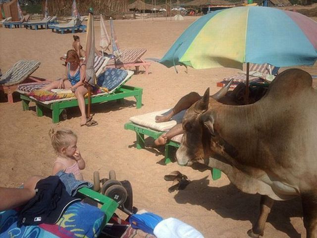 9-funniest-beach-moments-ever-summer