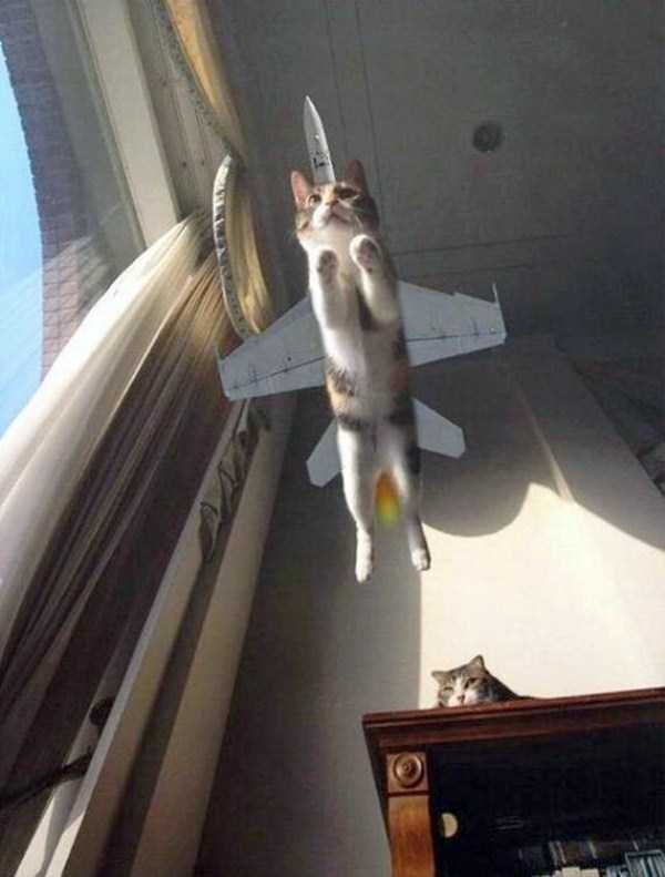 9-photos-captured-perfect-timing