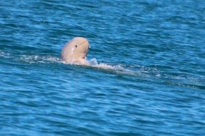 http://enthralling.eu/wp-content/uploads/2015/09/snubfin-dolphin.jpg