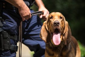 dogged-pursuit-basset-hounds