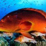 variola-iuti-fish-pitcairn-islands